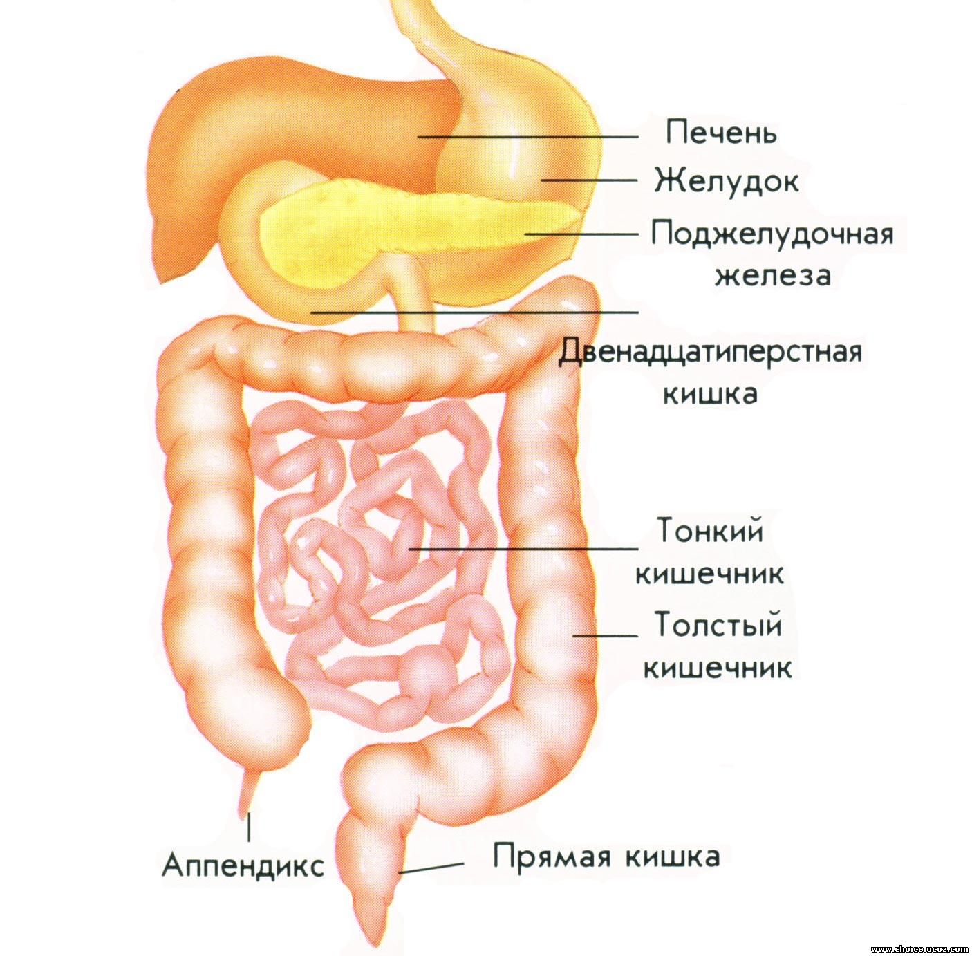 Кишечный отдел человека. Желудочно-кишечный тракт человека строение. Строение желудочно-кишечного тракта человека схема. Строение желудка и кишечника. Поджелудочная железа и тонкий кишечник.